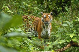 Statement of Concern by Tiger Biologists 